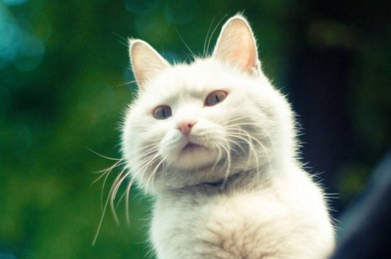 小猫吃多了呕吐