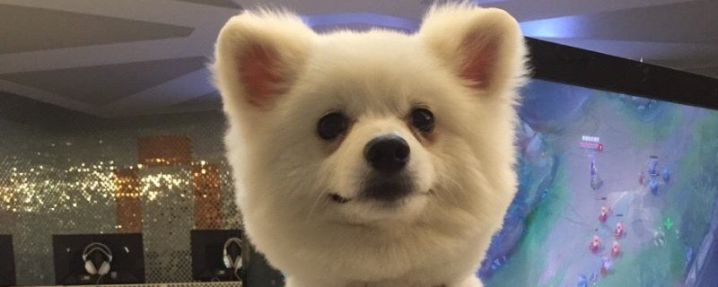 小狗咬了不打针有事吗