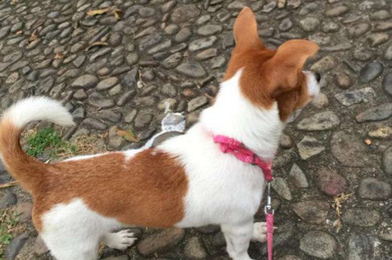 土狗驱虫的方法