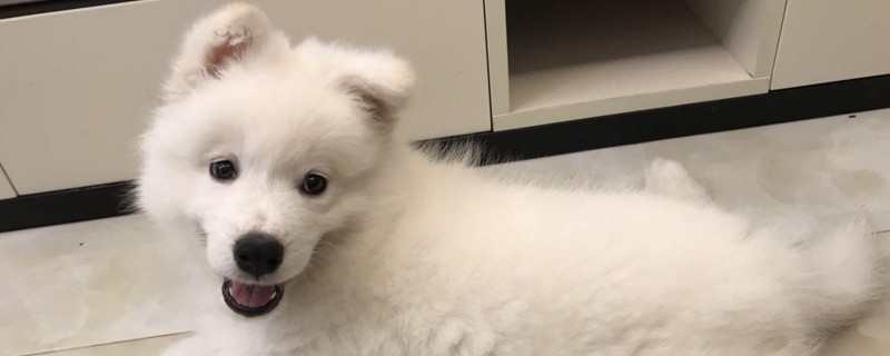 萨摩依赖主人的表现