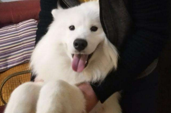 萨摩依赖主人的表现