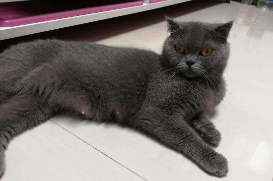 猫怀孕胎死腹中的表现