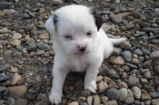 小狗到家要适应多久