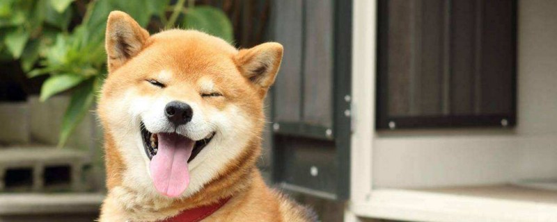 柴犬各月龄体重标准