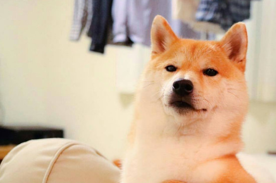 柴犬各月龄体重标准