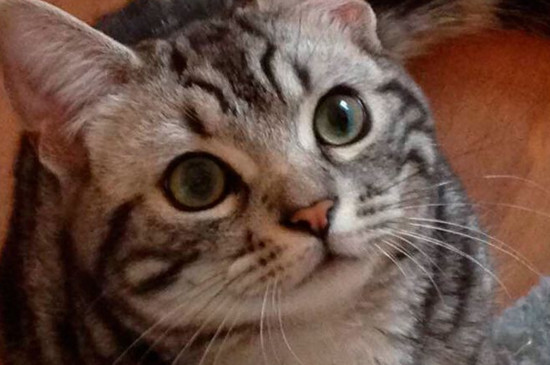 猫尾巴脱臼表现