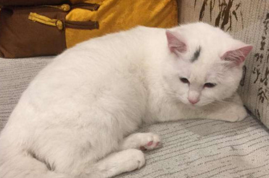 猫尾巴脱臼表现