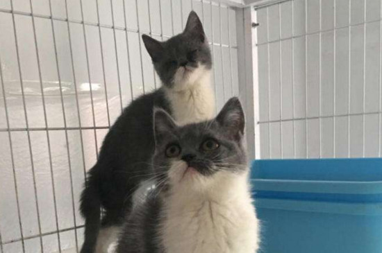 猫眼睛里有透明丝状物