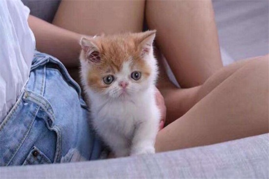 加菲猫怎么表达爱主人