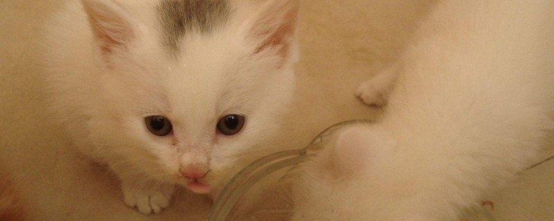 猫瘟试纸一深一浅