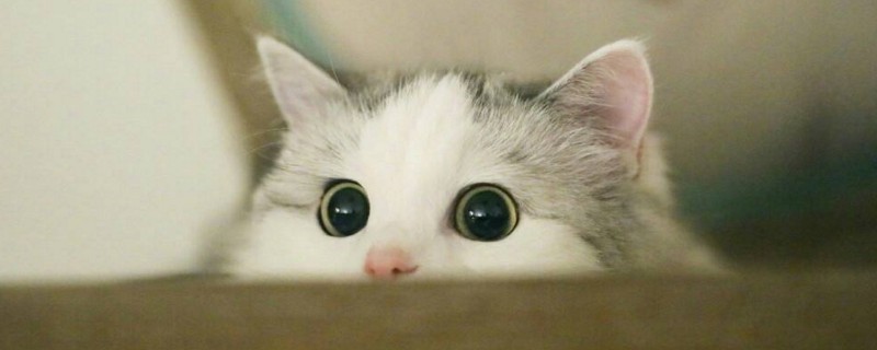 猫在家里找不到了