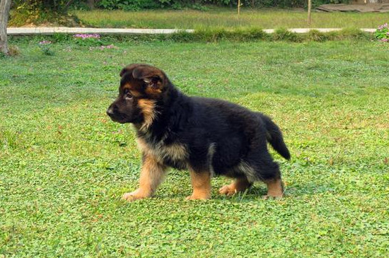 德牧几个月脑袋变大