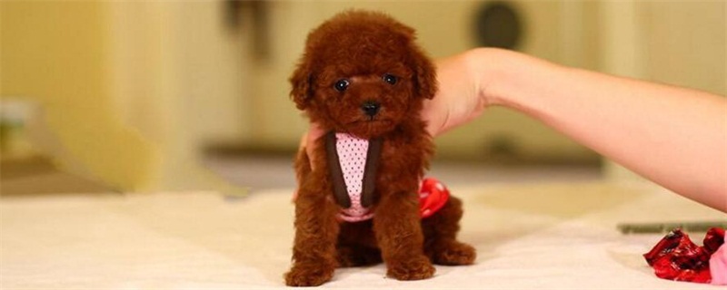 五个月的泰迪尴尬期