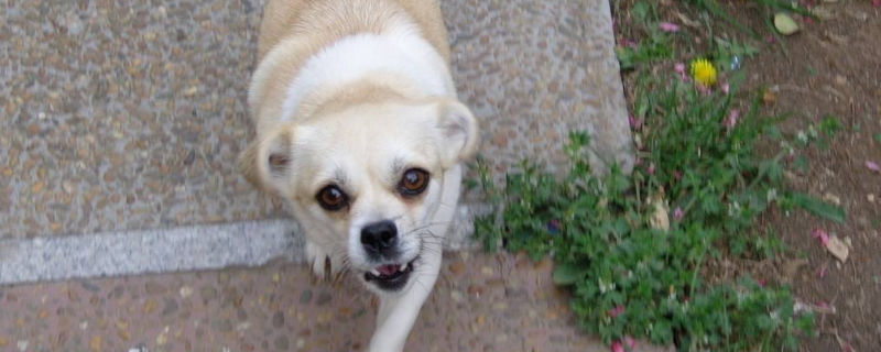 治狗狗肠炎偏方