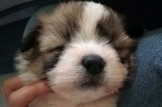 幼犬干呕吐不出东西