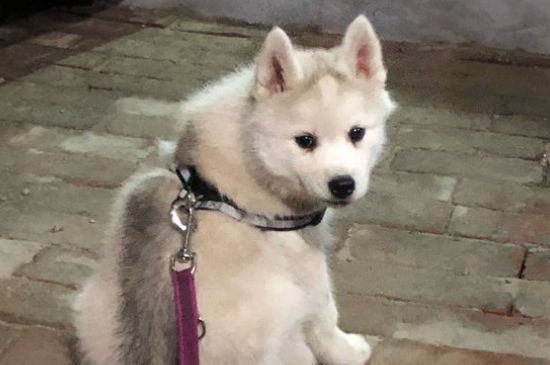 幼犬干呕吐不出东西