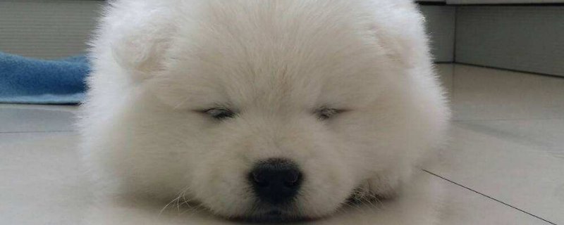 养萨摩耶一个月花销