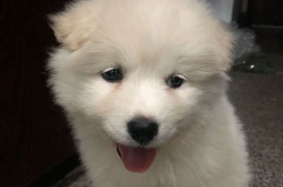 养萨摩耶一个月花销