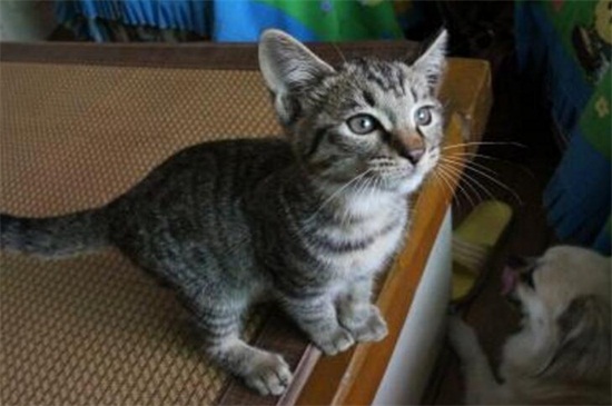 母猫多久咬断小猫脐带