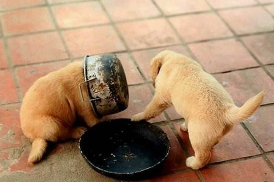 狗死了主人会倒霉吗