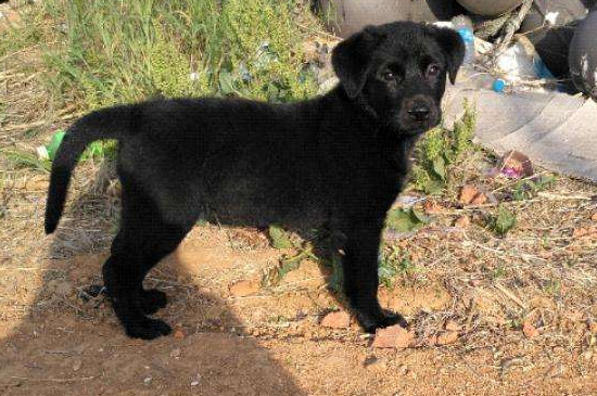 狗什么时候换毛