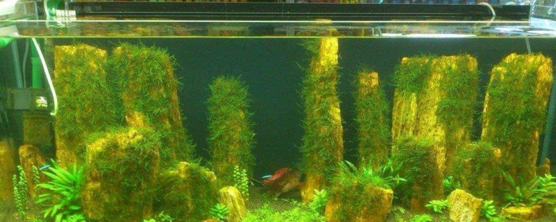 给鱼缸增氧的小秘诀