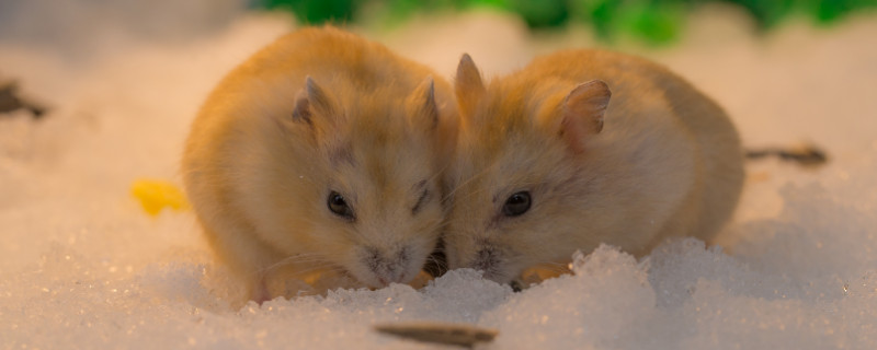 仓鼠用浴沙洗完澡后怎么处理