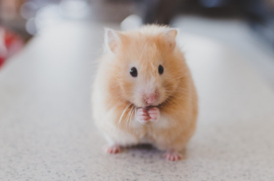 仓鼠用浴沙洗完澡后怎么处理