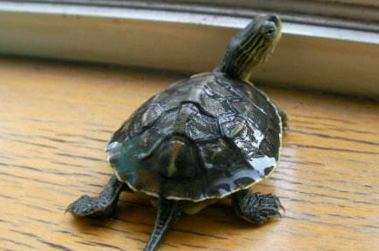 巴西龟在水里浮起来正常吗