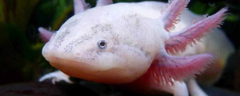 六角恐龙鱼多久认主人