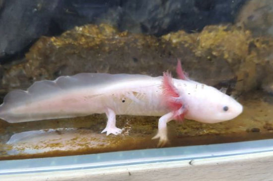 六角恐龙鱼多久认主人