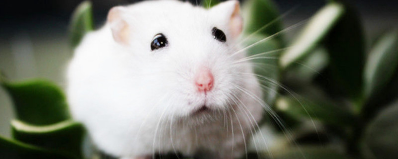 仓鼠如何看是不是怀孕了