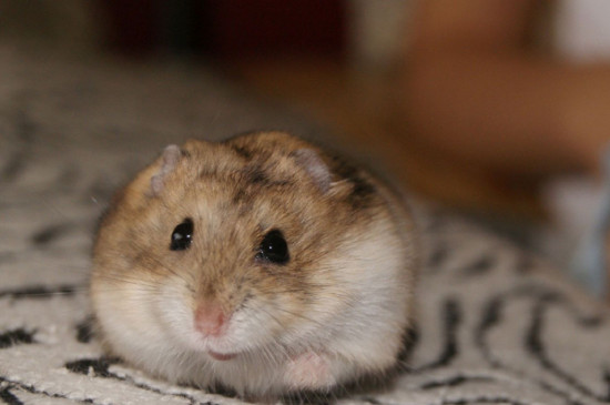 仓鼠如何看是不是怀孕了