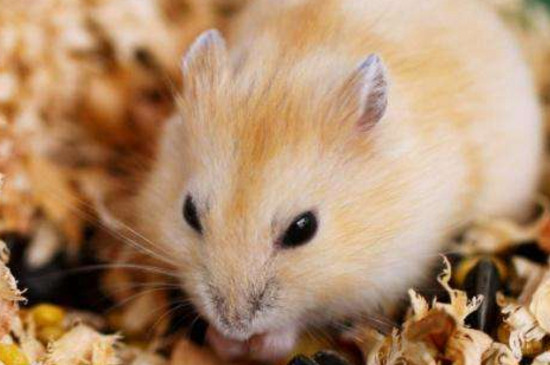 金狐仓鼠稀有吗