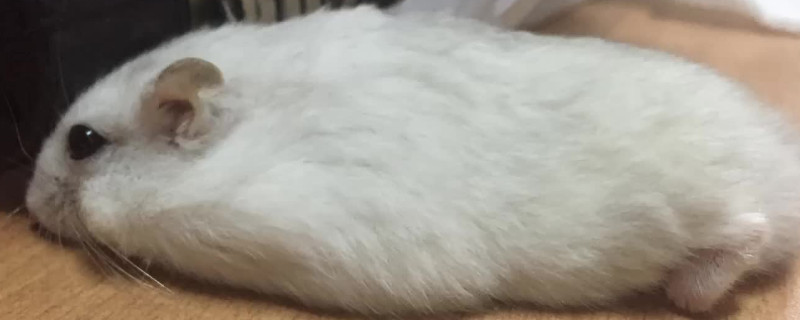 仓鼠缺水的症状