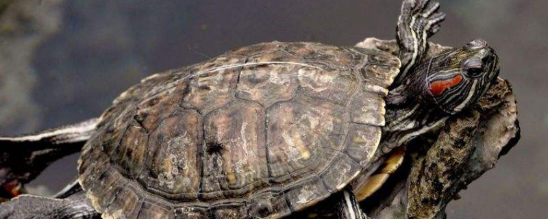 乌龟的假死状态