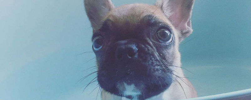 三个月的法斗怎么喂