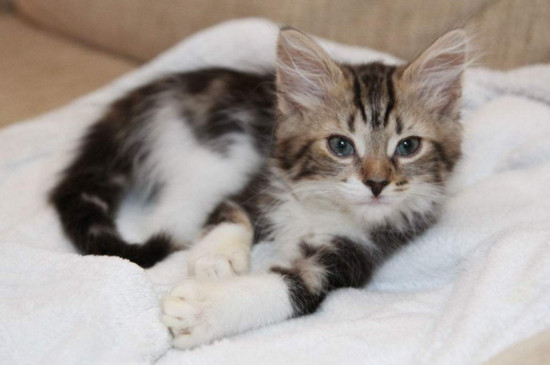 猫咪生病了会自己好吗