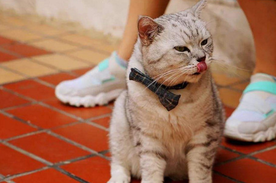 多大猫咪开始挤肛门腺