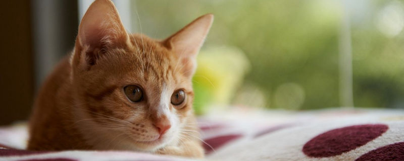 猫会自己选主人吗