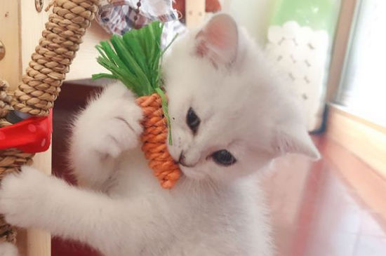 猫会自己选主人吗