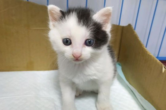猫会自己选主人吗