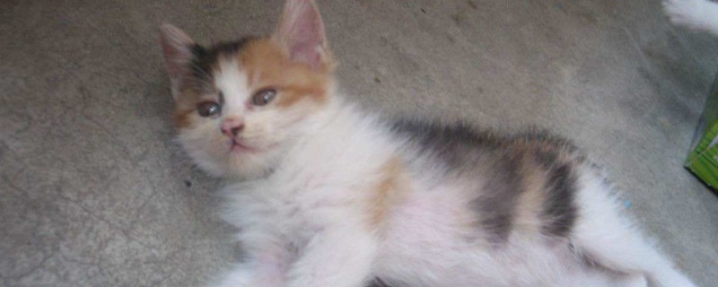 猫咪换牙的表现