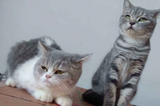 猫咪穿衣服好吗