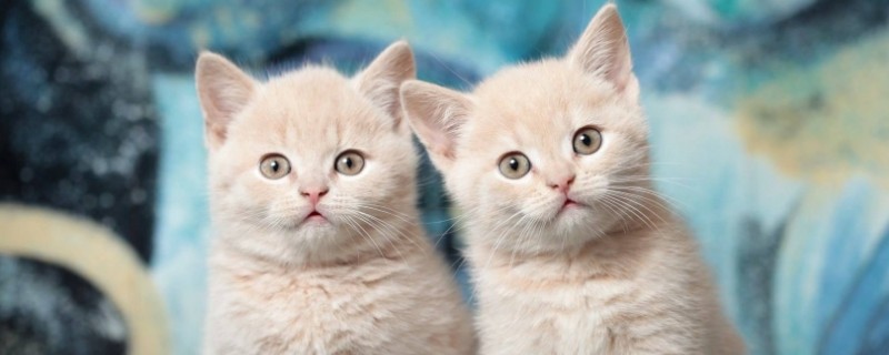 捡了一只小猫怎么养它