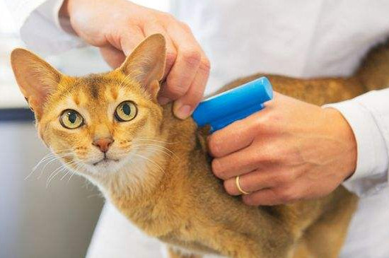 捡了一只小猫怎么养它