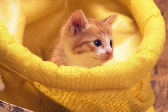 捡了一只小猫怎么养它