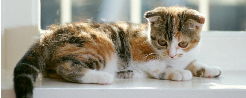 小猫的胡子为什么断了