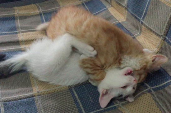 小猫的胡子为什么断了