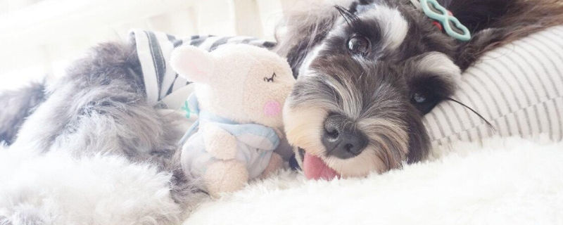 雪纳瑞一天喂几次